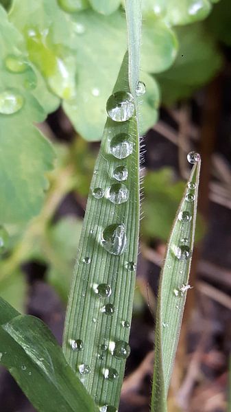 Regendruppels op grasspriet par Gerhilde Mulder