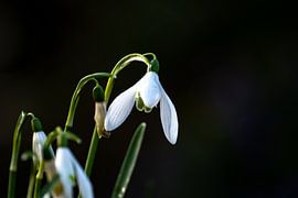 Nahaufnahme eines Schneeglöckchens von Larisa Landré