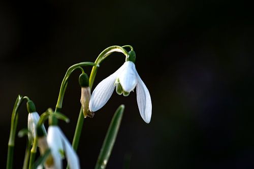 Gros plan sur un perce-neige