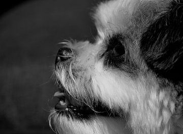 Hond van Marieke Peters-Brugmans