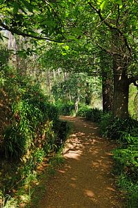 Wandelpad op Madeira