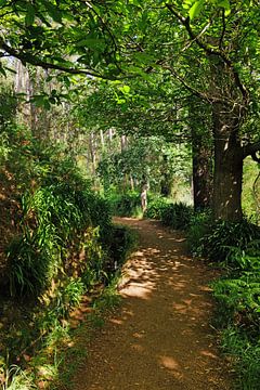 Wanderweg auf Madeira