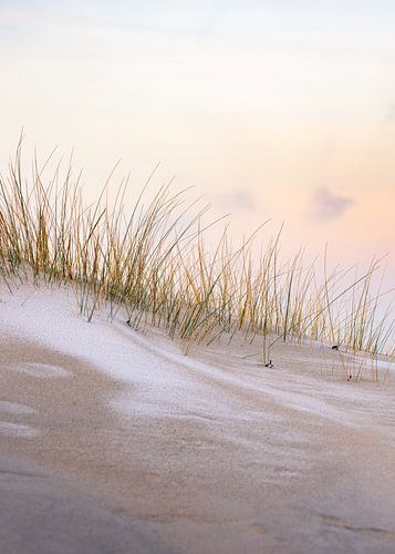 Winter morning in the dunes