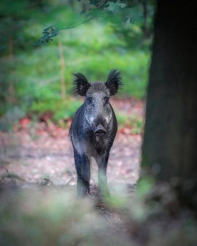 Wild boar