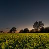 Blühender Raps in Schleswig-Holstein bei Einbruch der Dunkelheit von Marco de Jong