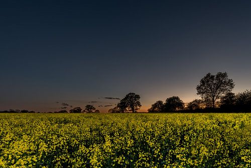 Blühender Raps in Schleswig-Holstein bei Einbruch der Dunkelheit von Marco de Jong