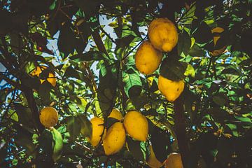 Lemons on the tree in Spain by Maartje Abrahams