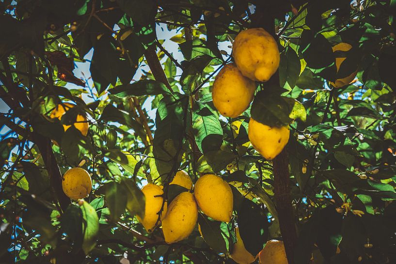 Lemons on the tree in Spain by Maartje Abrahams