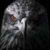 Adelaar Portret in Zwart-Wit met Oranje Ogen – Fine Art Wildlife van Exclusive Photos by Erwin Floor
