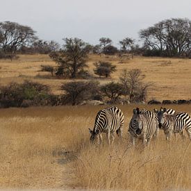 Zebra by Annette van den Berg