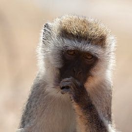 Groene meerkat van Alida Stuut