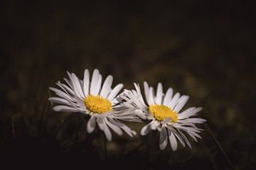 Happy together daisies dark & moody van Sandra Hazes