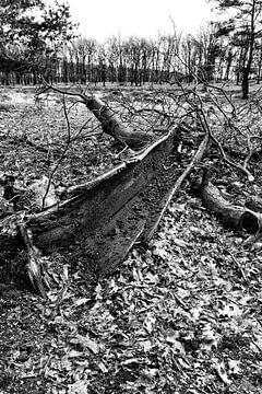 Vestiges d'un tronc d'arbre moisi en perspective sur John Duurkoop