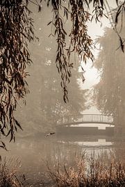 bridge von Remi van der Auwera