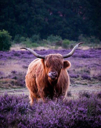 Schottischer Highlander auf der lila Westerheide