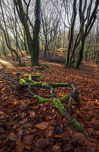 Een Ode aan de Herfst: De Dans van Licht en Natuur