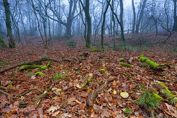 Herfst in het Dr. Hommesbos van Ron Buist