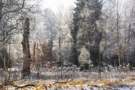 Wintersfeer in Irndorfer Hardt - Natuurpark Obere Donau van BlattArt - Christine Horn