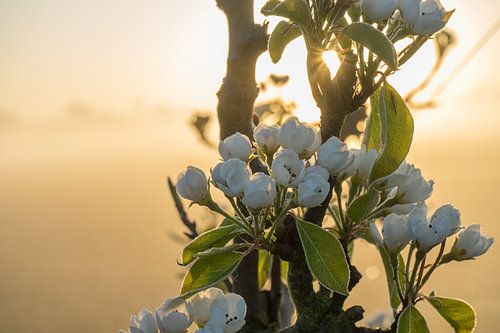 Fleurs dans le brouillard au lever du soleil