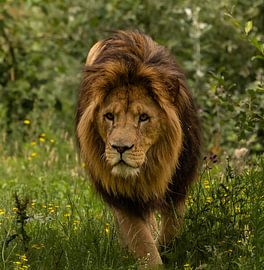 Löwe auf der Suche nach ein paar Leckereien von Wouter Van der Zwan