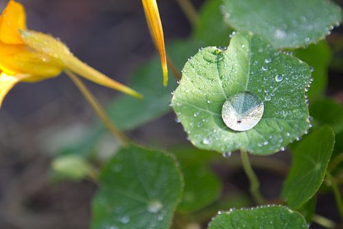 Wassertropfen im Blütenblatt von rene marcel originals