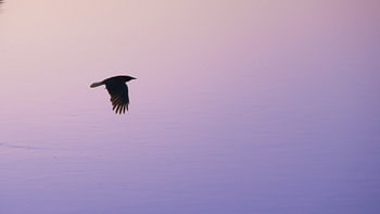 Crow in pastel light