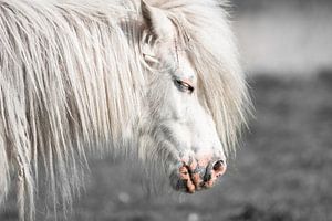 Poney blanc (Shetland)