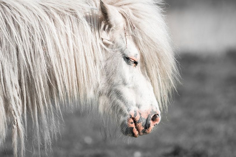 Weißes Pony (Shetland) von Jeroen Mikkers