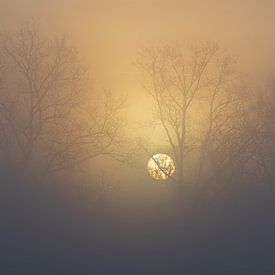 Quand le soleil perce sur Thomas Heins