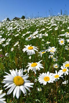 Un champ de marguerites en fleur sur Claude Laprise