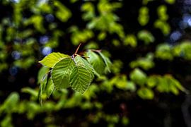 fresh beech leaf by Dieter Walther