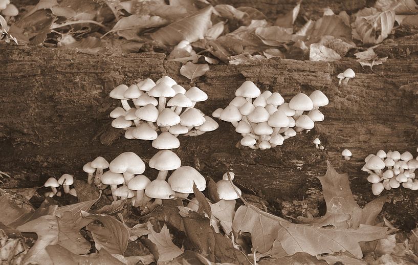 Paddenstoeltjes in sepia. van Jose Lok