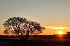 "Baum in Sunrise Serenity"