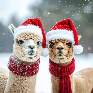 Alpakas zur Weihnachtszeit...