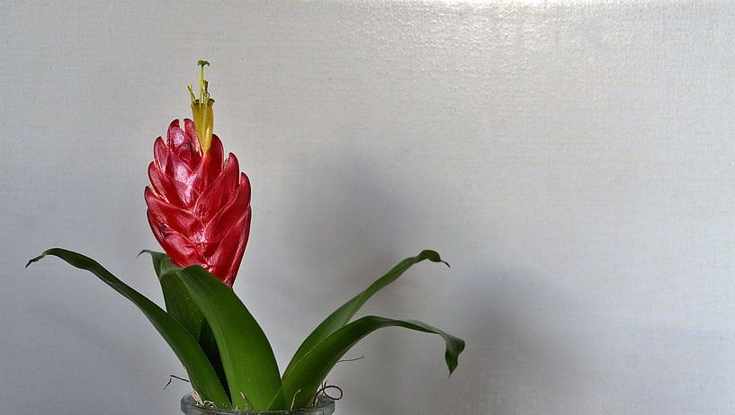 floral by joyce kool