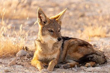 A jackal is relaxing in the last sunlight of the day by OCEANVOLTA