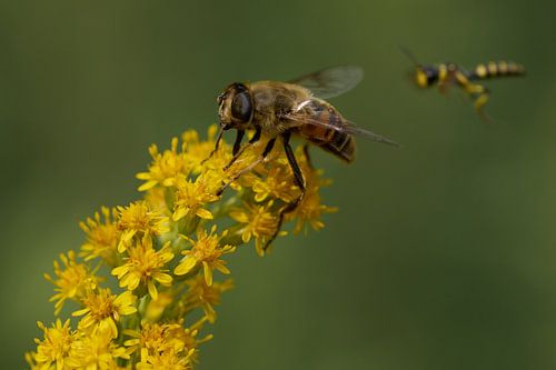 Goldenrod with an insect
