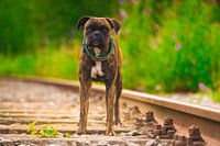 The dog life can be hard