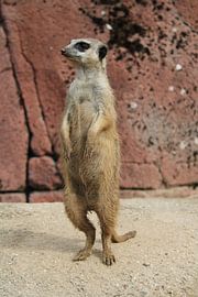 Neugieriges Erdmännchen von Peggy Meessen