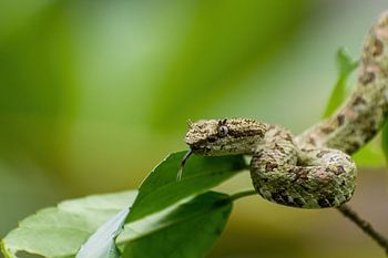 Eyelash palm pitviper, Costa Rica