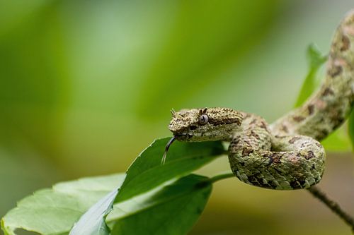 Eyelash palm pitviper, Costa Rica