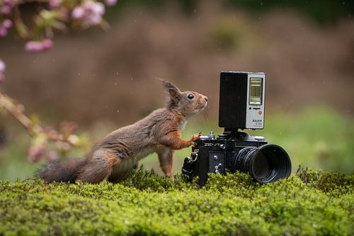 Eichhörnchen macht Foto