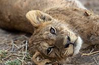 A close-up of lion cub by Bjorn Donnars thumbnail