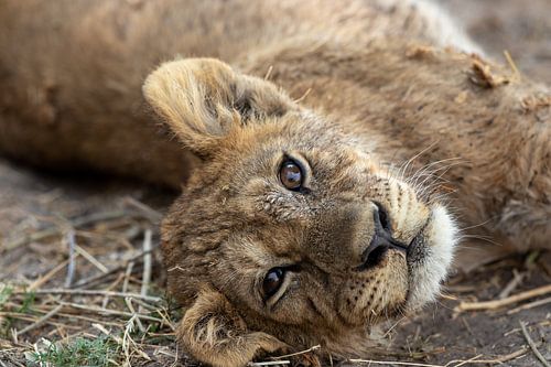 A close-up of lion cub