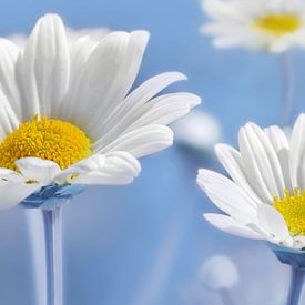 Madeliefjes van Violetta Honkisz