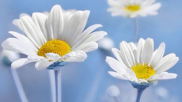 Daisies by Violetta Honkisz