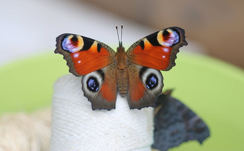 Peacock butterfly by Matthias Brix
