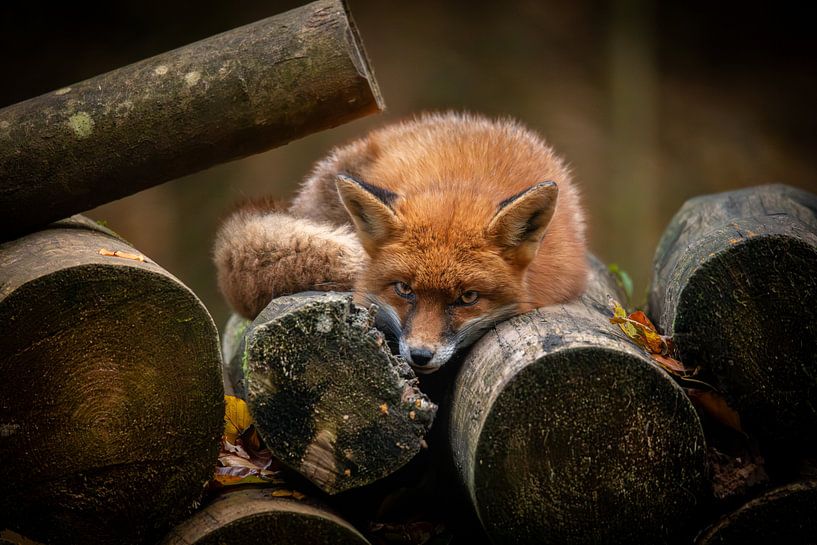 Fox at rest by Tim Voortman