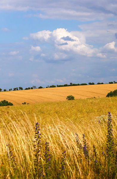 Summer landscape by Thomas Jäger