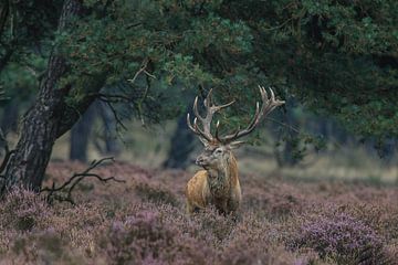 Red deer by Herman de Raaf